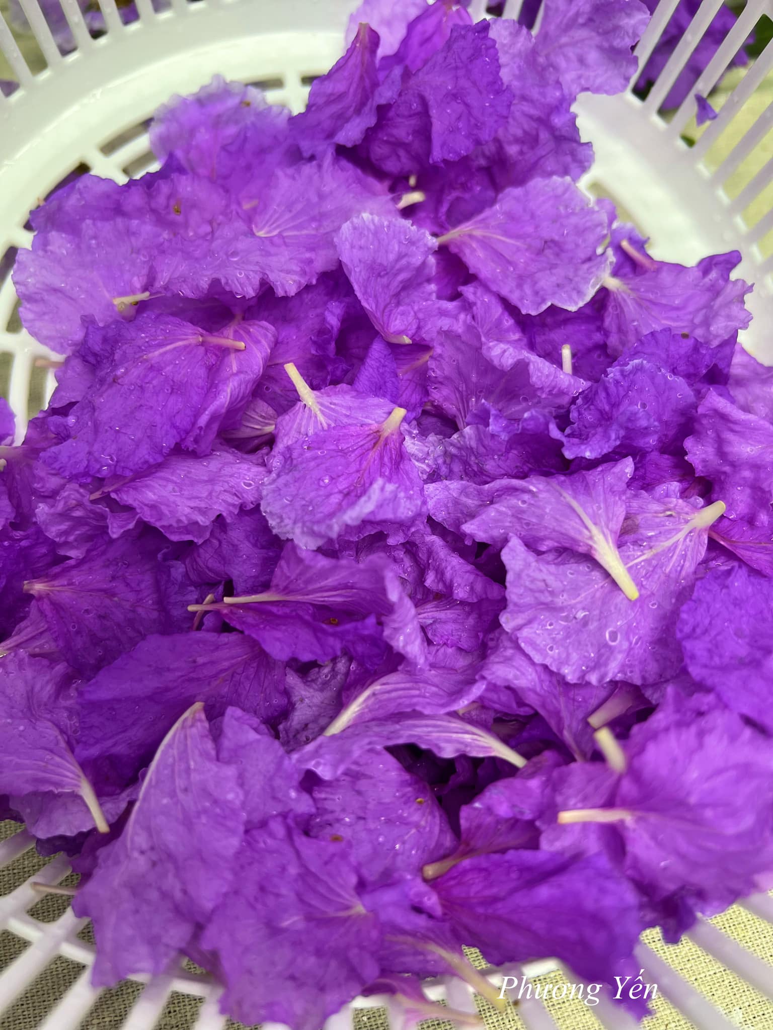 Gỏi bằng lăng gây 'sốt' mạng, nhiều người ngạc nhiên vì lạ mắt- Ảnh 3. Gỏi bằng lăng gây 'sốt' mạng, nhiều người ngạc nhiên vì lạ mắt- Ảnh 3.