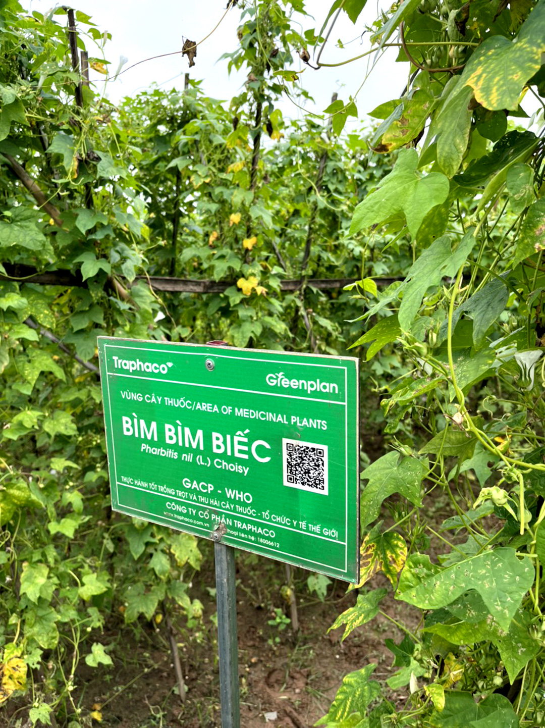 Dân vùng bãi làm thật ăn thật nhờ cây bìm bìm biếc - Ảnh 7. Dân vùng bãi làm thật ăn thật nhờ cây bìm bìm biếc - Ảnh 7.