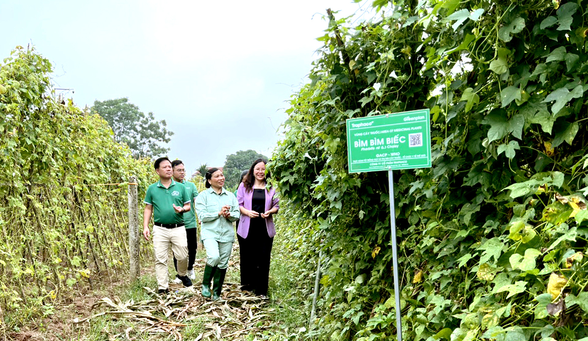 Dân vùng bãi làm thật ăn thật nhờ cây bìm bìm biếc - Ảnh 10. Dân vùng bãi làm thật ăn thật nhờ cây bìm bìm biếc - Ảnh 10.