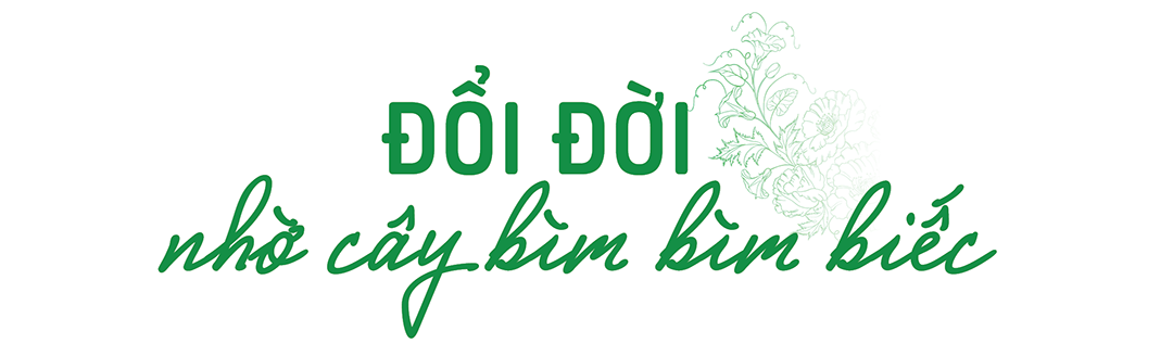 Dân vùng bãi làm thật ăn thật nhờ cây bìm bìm biếc - Ảnh 1. Dân vùng bãi làm thật ăn thật nhờ cây bìm bìm biếc - Ảnh 1.
