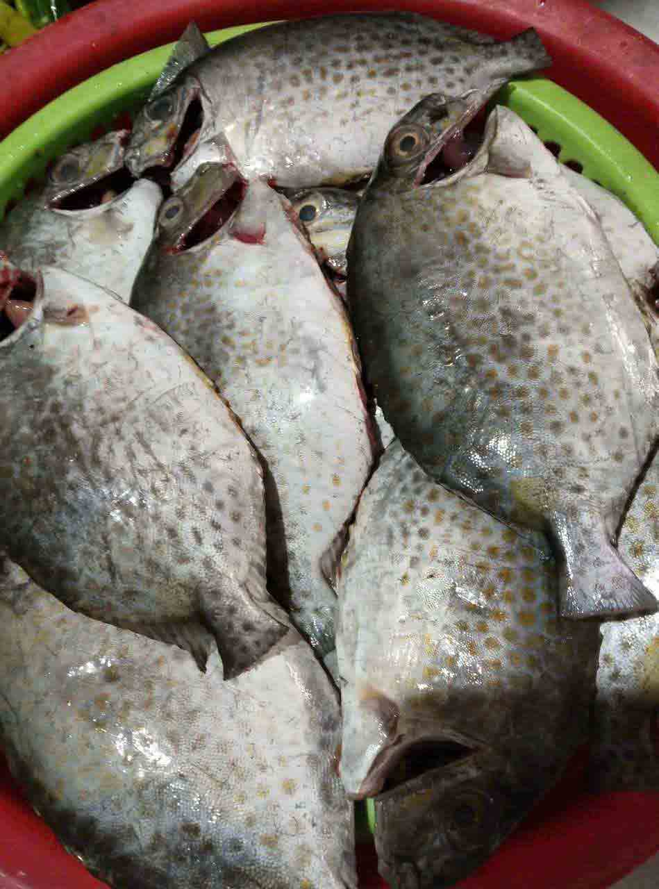 Hương vị quê hương: Cá dìa lộng gió Tam Giang
- Ảnh 1. Hương vị quê hương: Cá dìa lộng gió Tam Giang
- Ảnh 1.