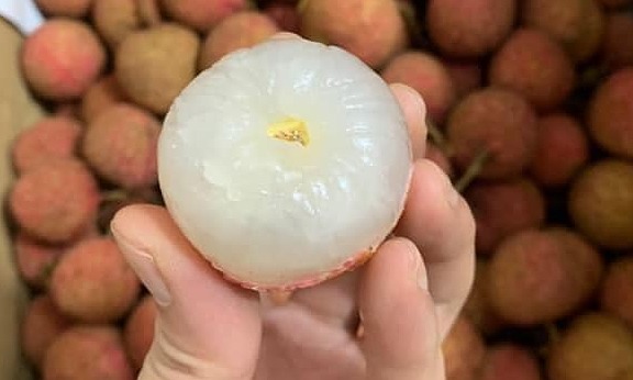 Vải thiều cuối vụ mỏ mỏng, cùi dày và ngọt đậm đà. Ảnh: Nguyễn Ngọc
