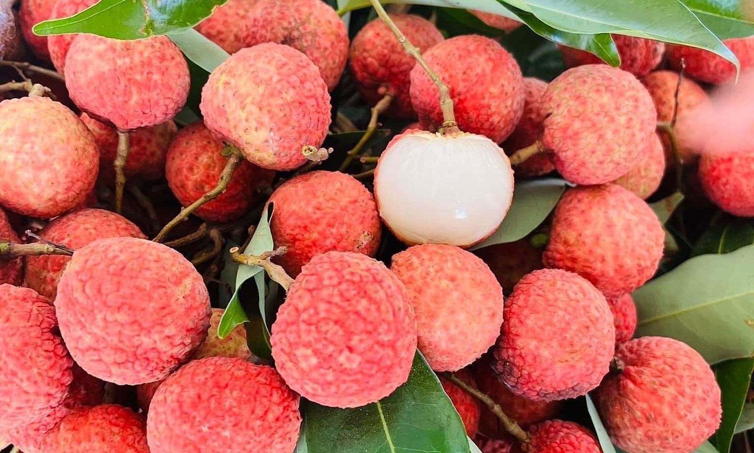 Chuyến vải cuối cùng tại cửa hàng nhà chị Ngọc được bán hết trong ngày 26/6. Ảnh: Nguyễn Ngọc