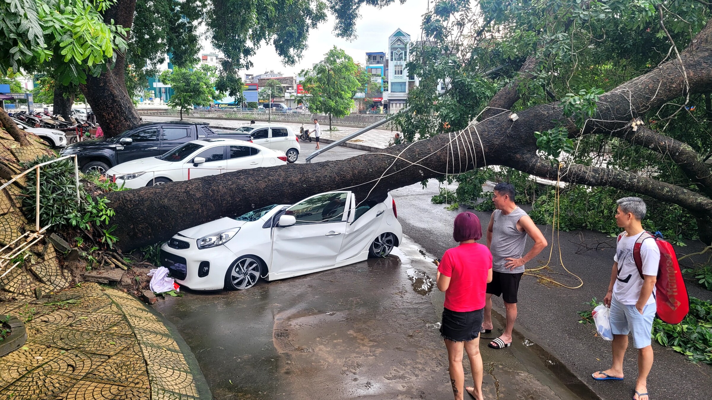 Cây sà cừ cao gần 20 m đổ đè bẹp ô tô 5 chỗ, sáng 9/6. Ảnh Lê Tân
