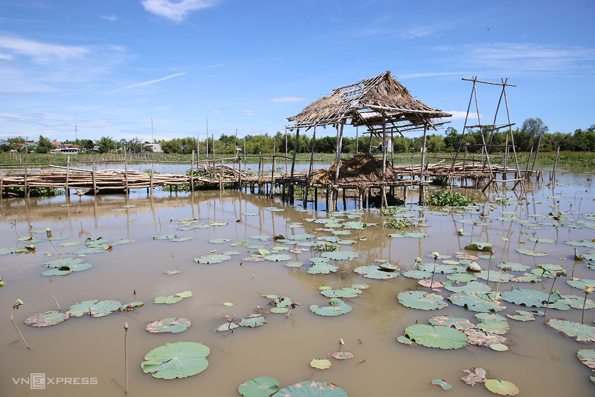Hàng chục ha sen trên hồ sông Đầm chết khô - 1