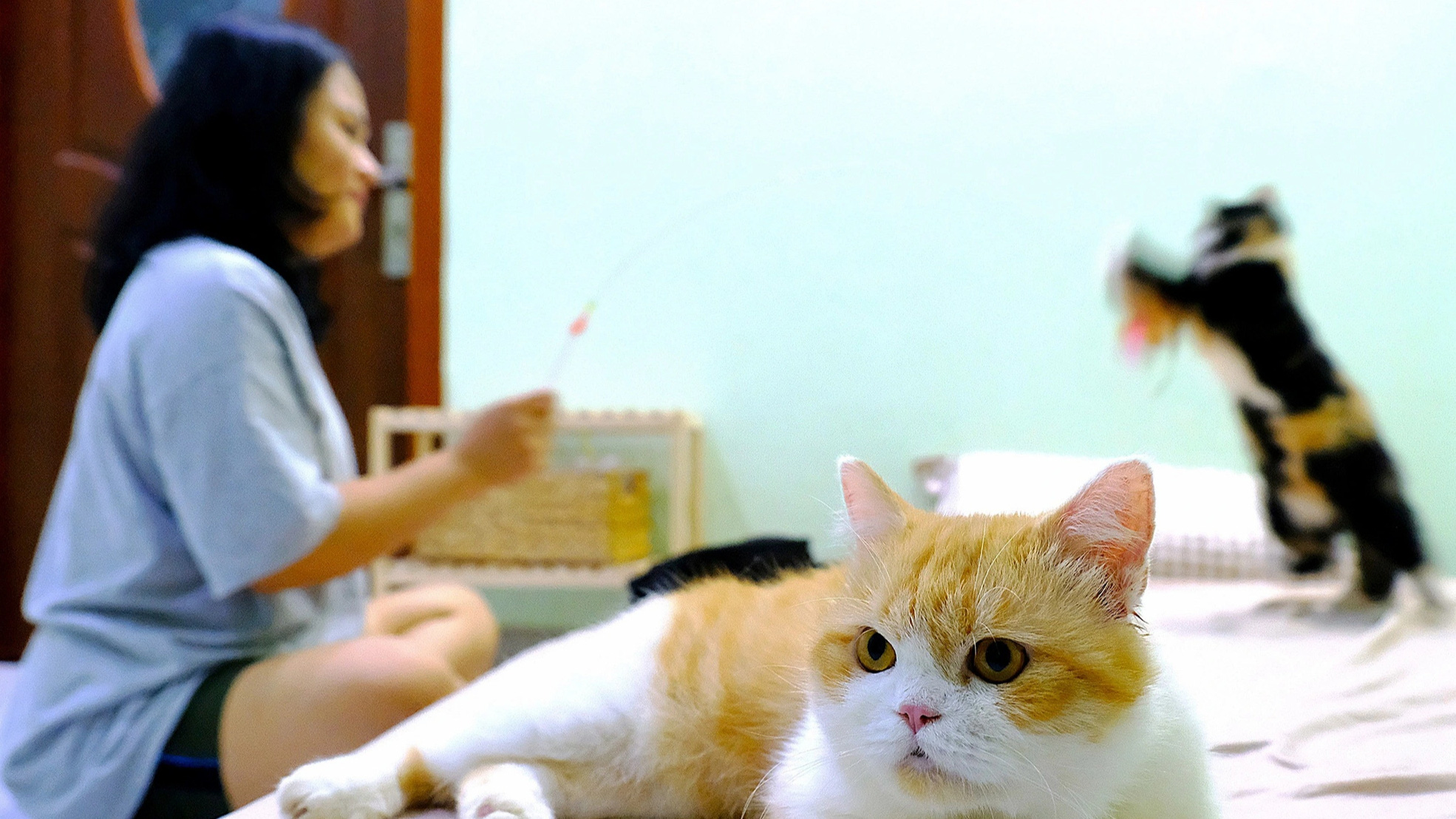 Ngoài 30 mới tính chuyện kết hôn- Ảnh 1. Nhiều bạn trẻ chọn kết hôn muộn và nuôi thú cưng như bạn đồng hành chứ không hẳn chỉ là sở thích - Ảnh: NGÂN HA