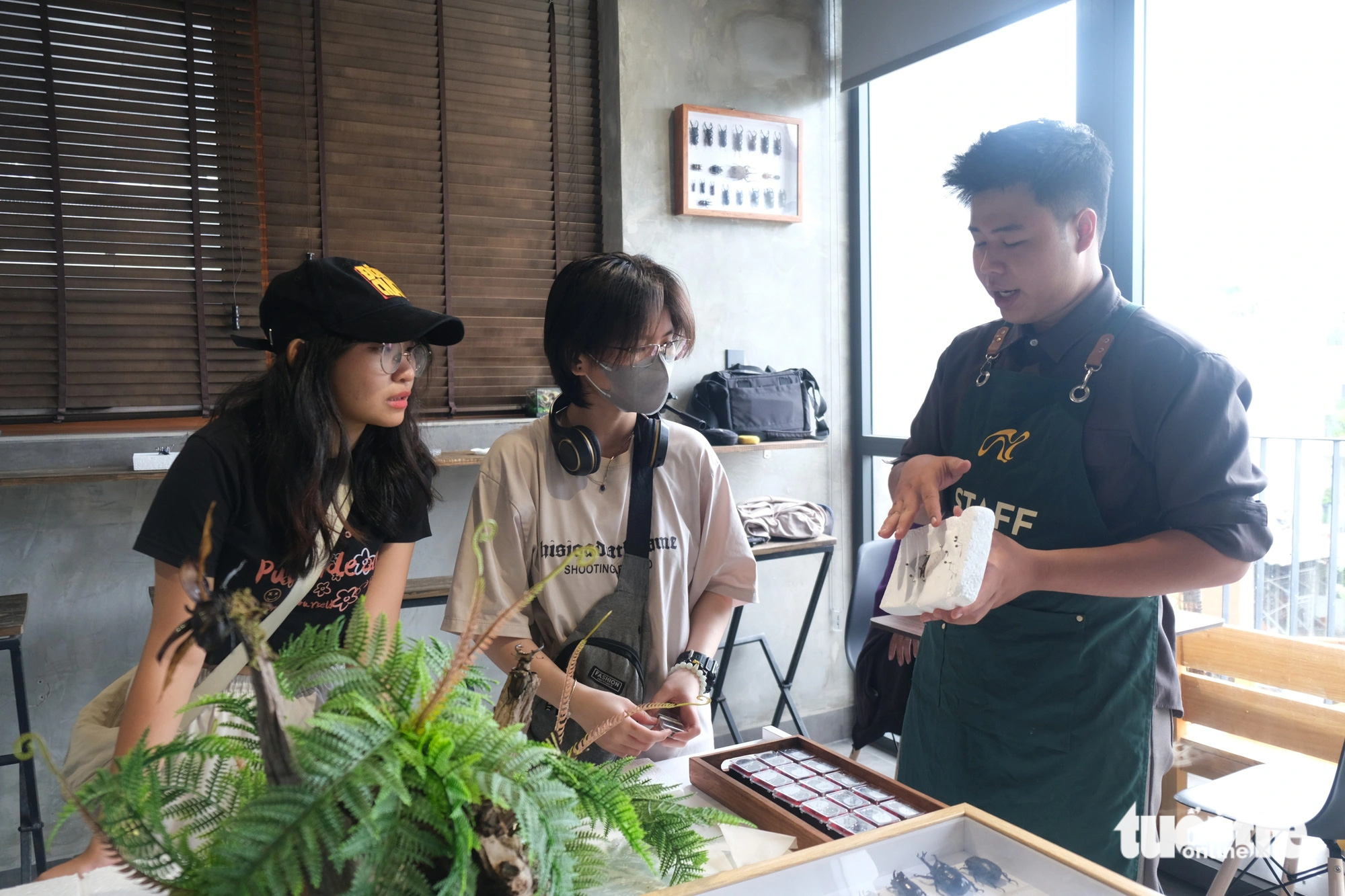 Sinh viên năm 3 mở cửa hàng dạy làm tiêu bản- Ảnh 1. Sinh viên Nguyễn Kim Long (Trường đại học Công Thương TP.HCM) mở cửa hàng trưng bày và dạy làm tiêu bản - Ảnh: NGỌC PHƯỢNG