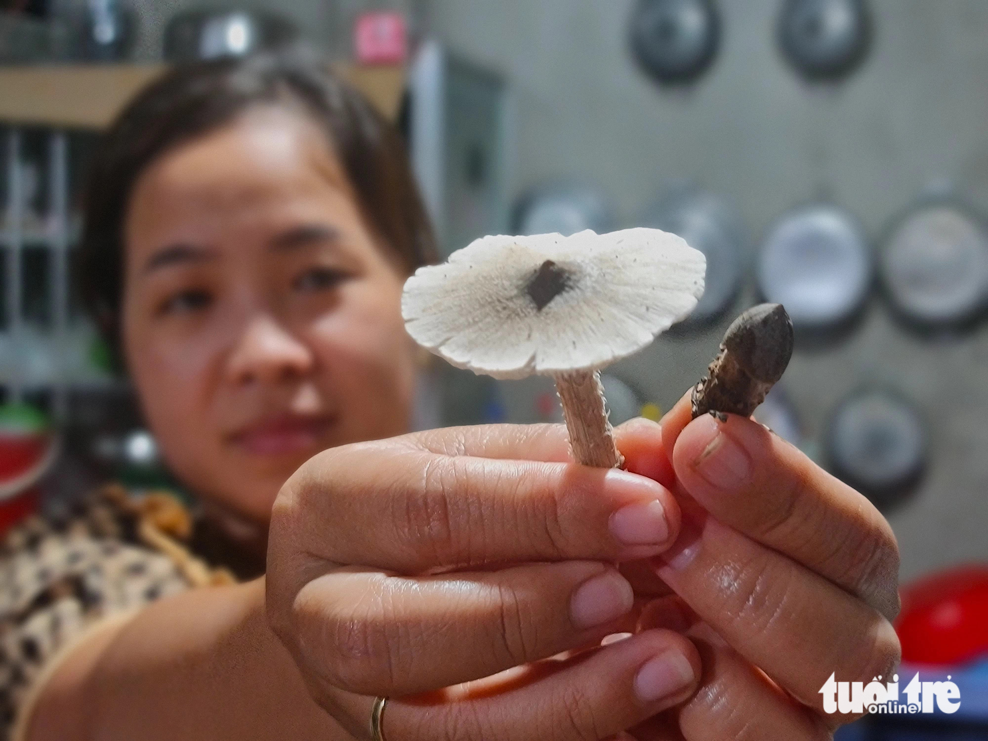 Nấm mối khan hiếm, bán giá bạc triệu vẫn hút hàng- Ảnh 1. Nấm mối khan hiếm, bán giá bạc triệu vẫn hút hàng- Ảnh 1.