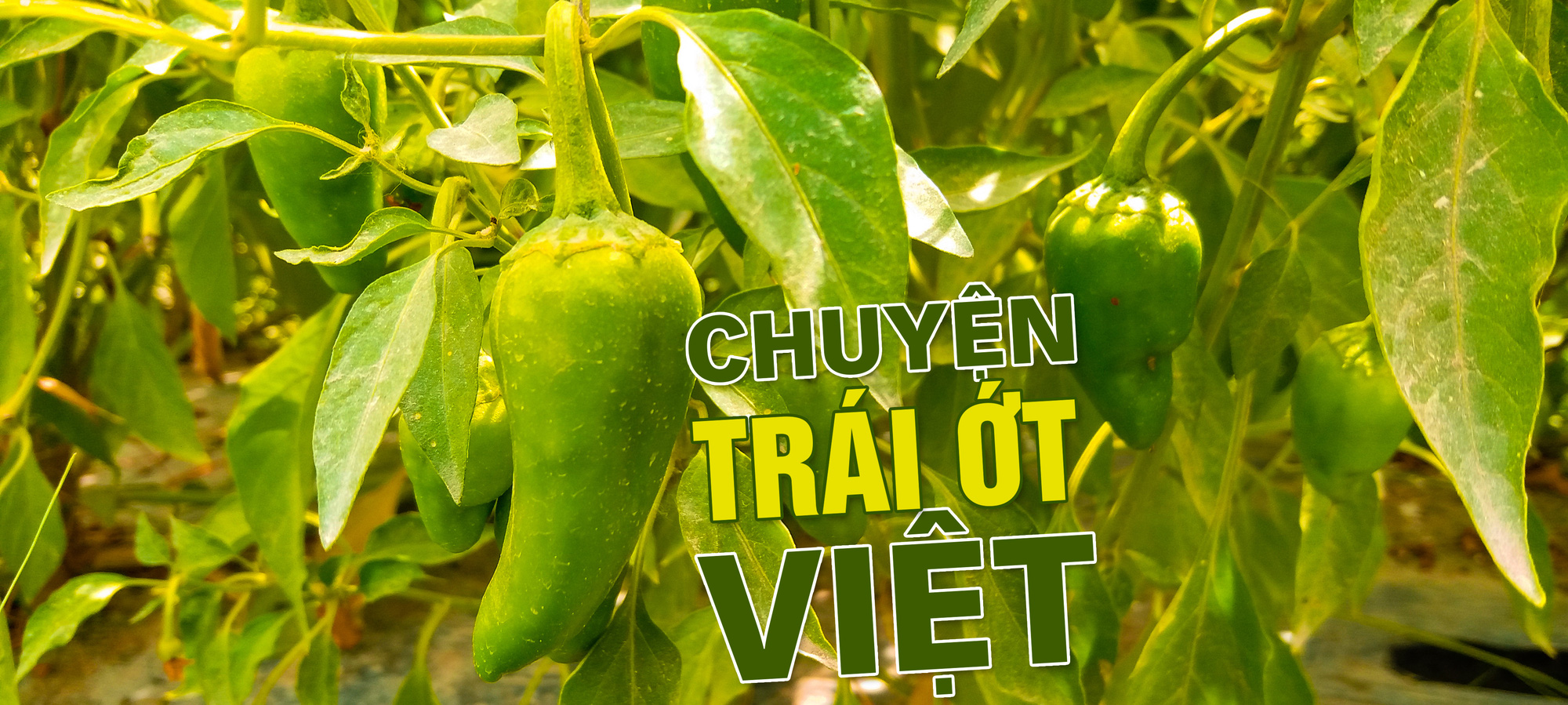 Ăn cay và xứ sở - Ảnh 24. Ăn cay và xứ sở - Ảnh 24.