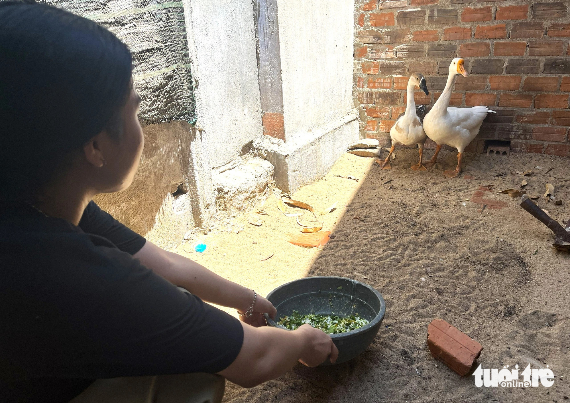 Hai con ngỗng do mẹ để lại cung cấp trứng cho hai chị em Hoài Trinh - Ảnh: NGUYỄN HOÀNG Hai con ngỗng do mẹ để lại cung cấp trứng cho hai chị em Hoài Trinh bữa ăn hằng ngày - Ảnh: NGUYỄN HOÀNG
