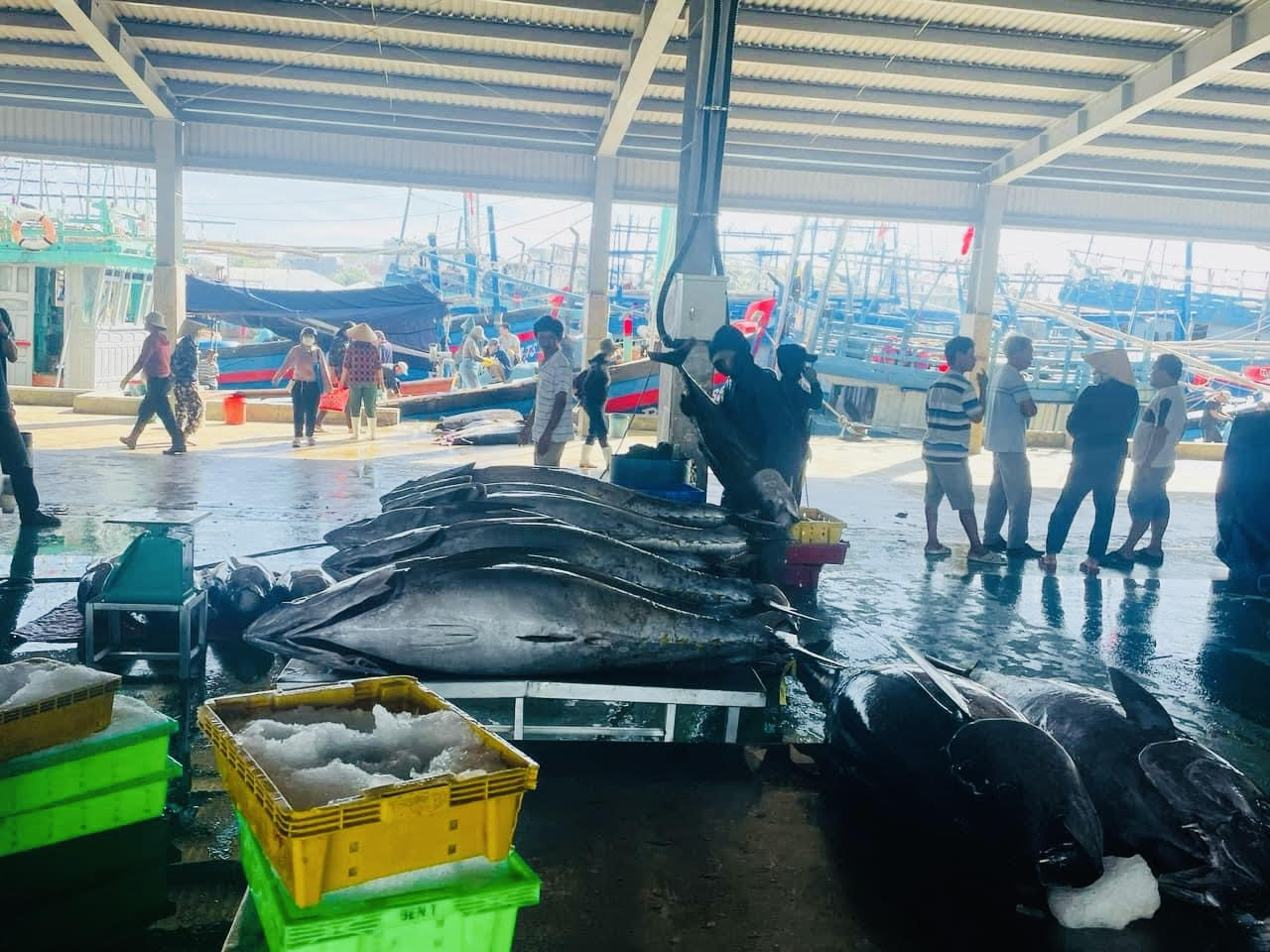 Vào mùa cá ngừ nhưng xuất khẩu giảm mạnh, có phải 'vướng' kích thước tối thiểu khi đánh bắt? - Ảnh 1.