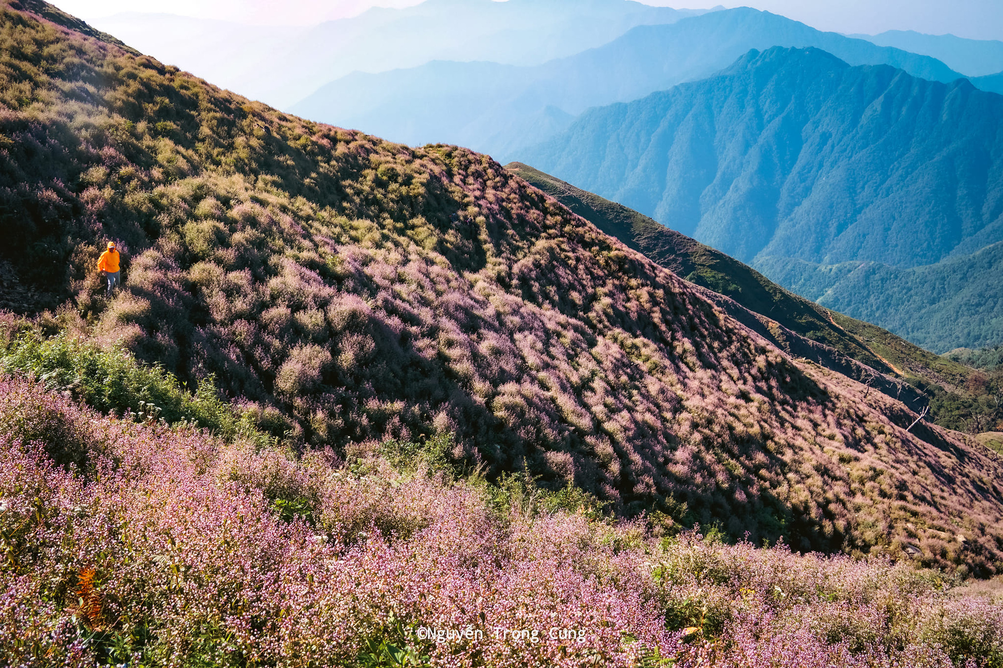 Nhờ sắc tím của hoa chi pâu phủ khắp sườn đồi, Tà Chì Nhù thành điểm trekking hấp dẫn mỗi dịp tháng 9 về - Ảnh: NGUYỄN TRỌNG CUNG Sắp đến mùa hoa chi pâu trên đỉnh Tà Chì Nhù- Ảnh 3.