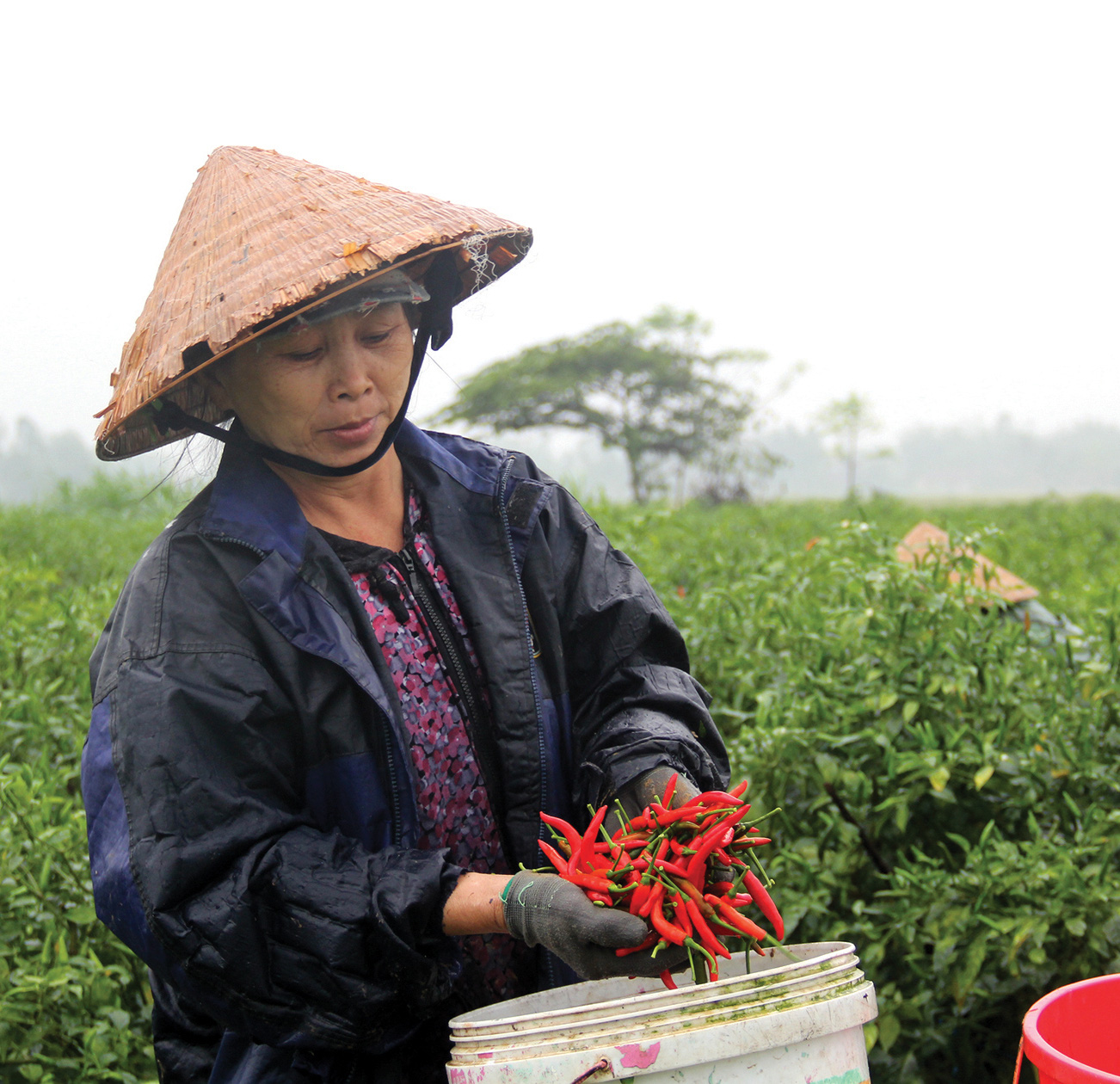 Ăn cay và xứ sở - Ảnh 26. Ăn cay và xứ sở - Ảnh 26.