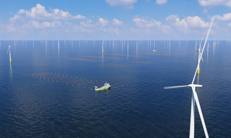 Trang trại rong biển tại Hollandse Kust Zuid đang được xây dựng. Ảnh: The Hague & Partners