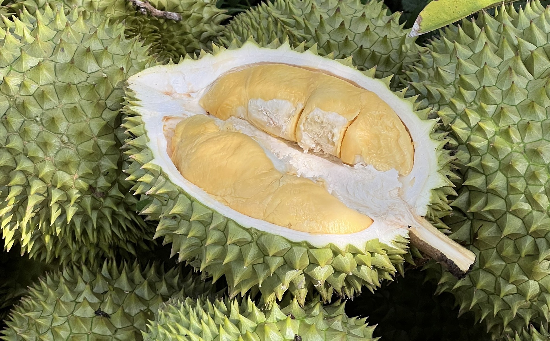 Sầu riêng tại nhà vườn ở miền Tây. Ảnh: Mạnh Khương