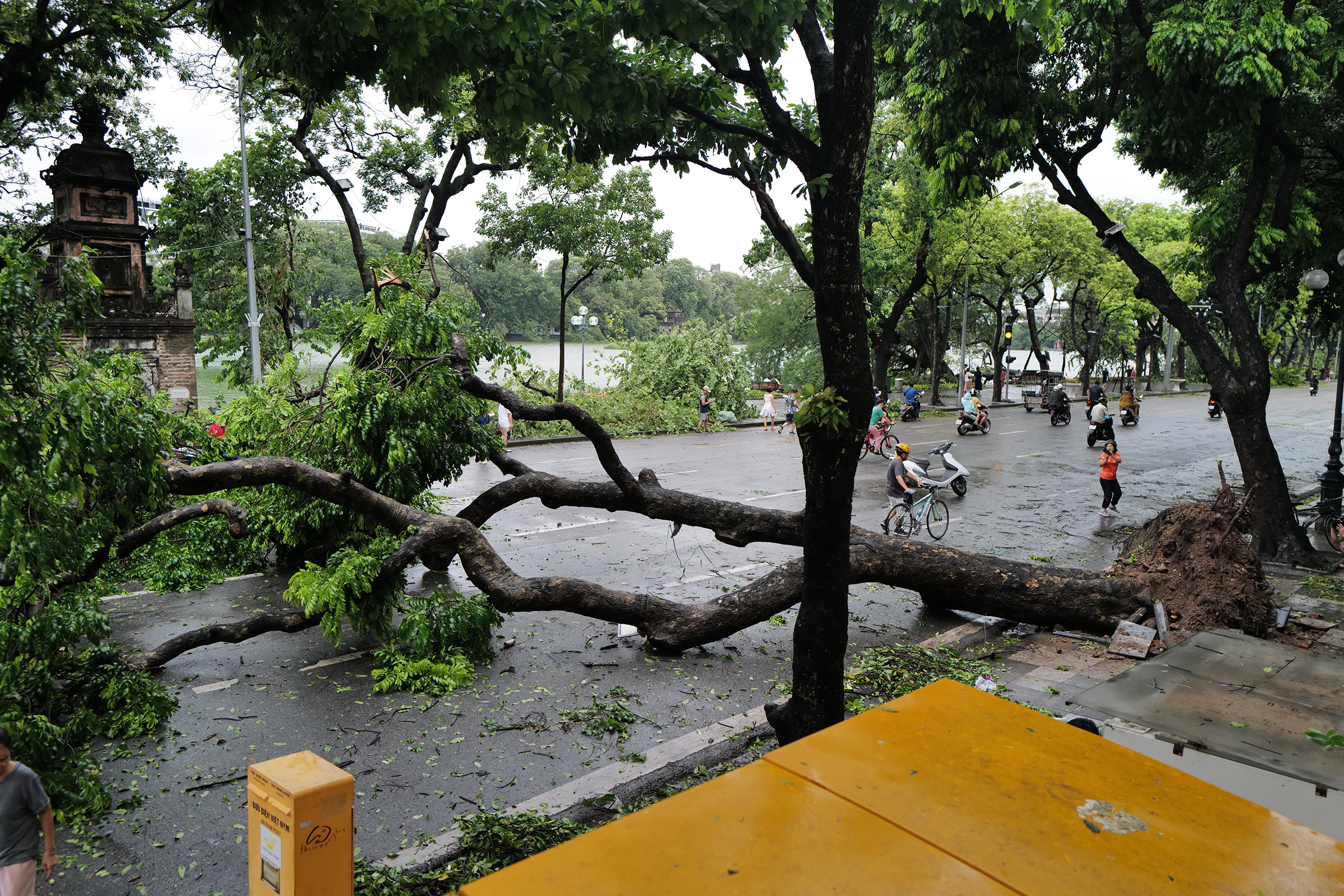 Cây sấu lớn trước cửa Bưu điện Hà Nội bât gốc đổ nghiêng về phía tháp Hòa Phòng. Ảnh: Ngọc Thành