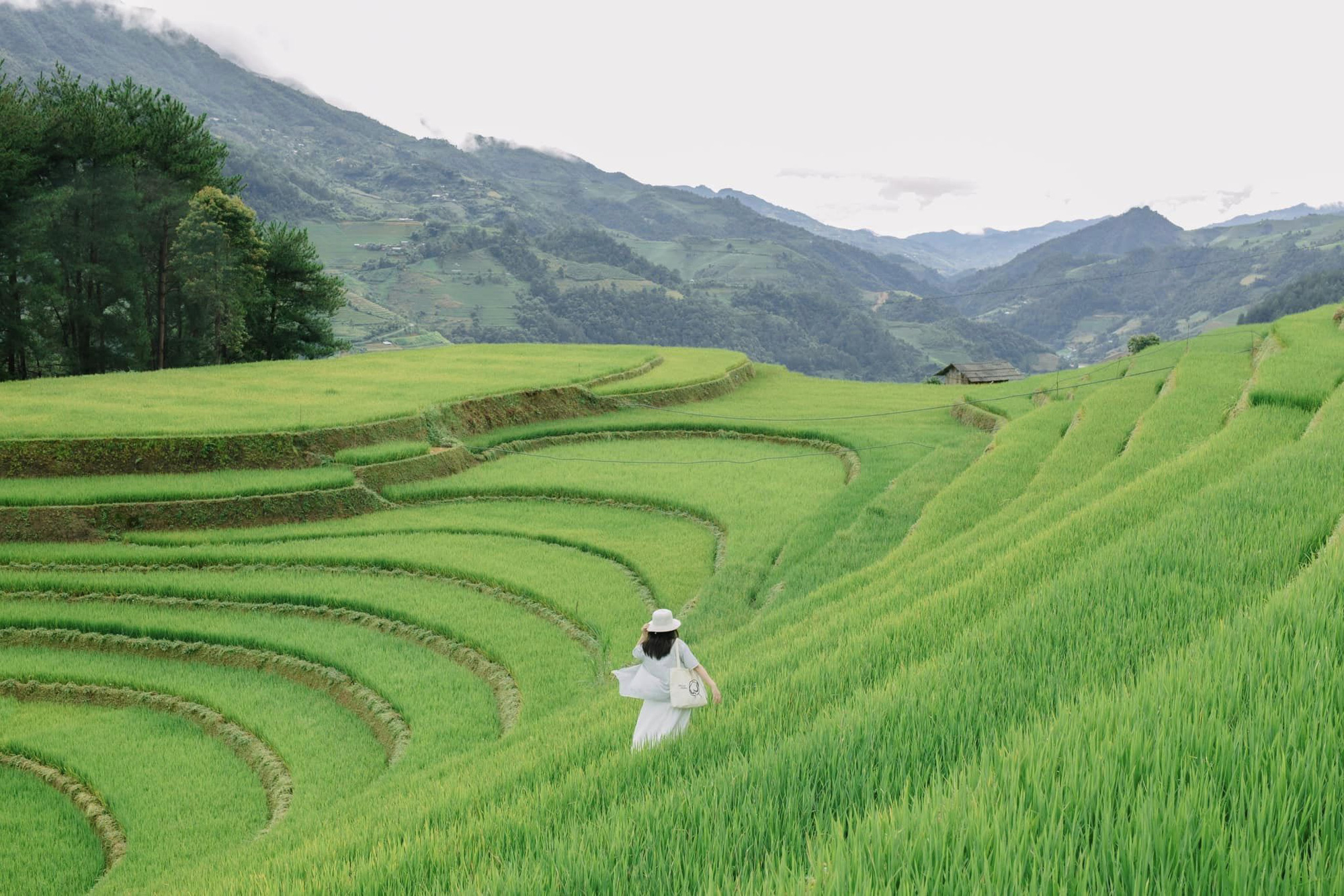 Hoàng Su Phì, Mù Cang Chải sẵn sàng đón du khách săn mùa vàng - Ảnh 4. Hoàng Su Phì, Mù Cang Chải sẵn sàng đón du khách săn mùa vàng - Ảnh 4.