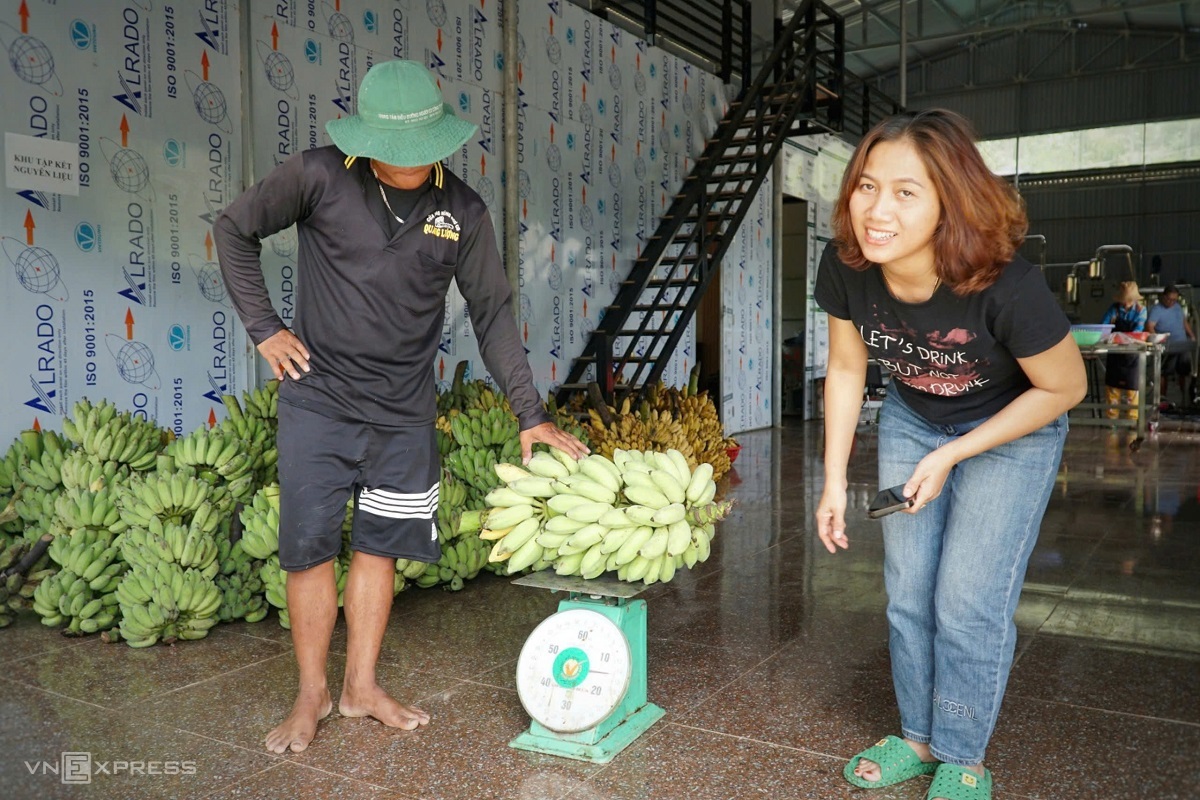 Chị Ánh cân chuối khi người dân đến bán tại xưởng. Ảnh: Phạm Linh