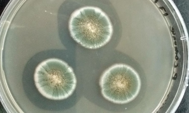 Đĩa nuôi cấy nấm mốc Penicillium glaucum. Ảnh: Wikipedia