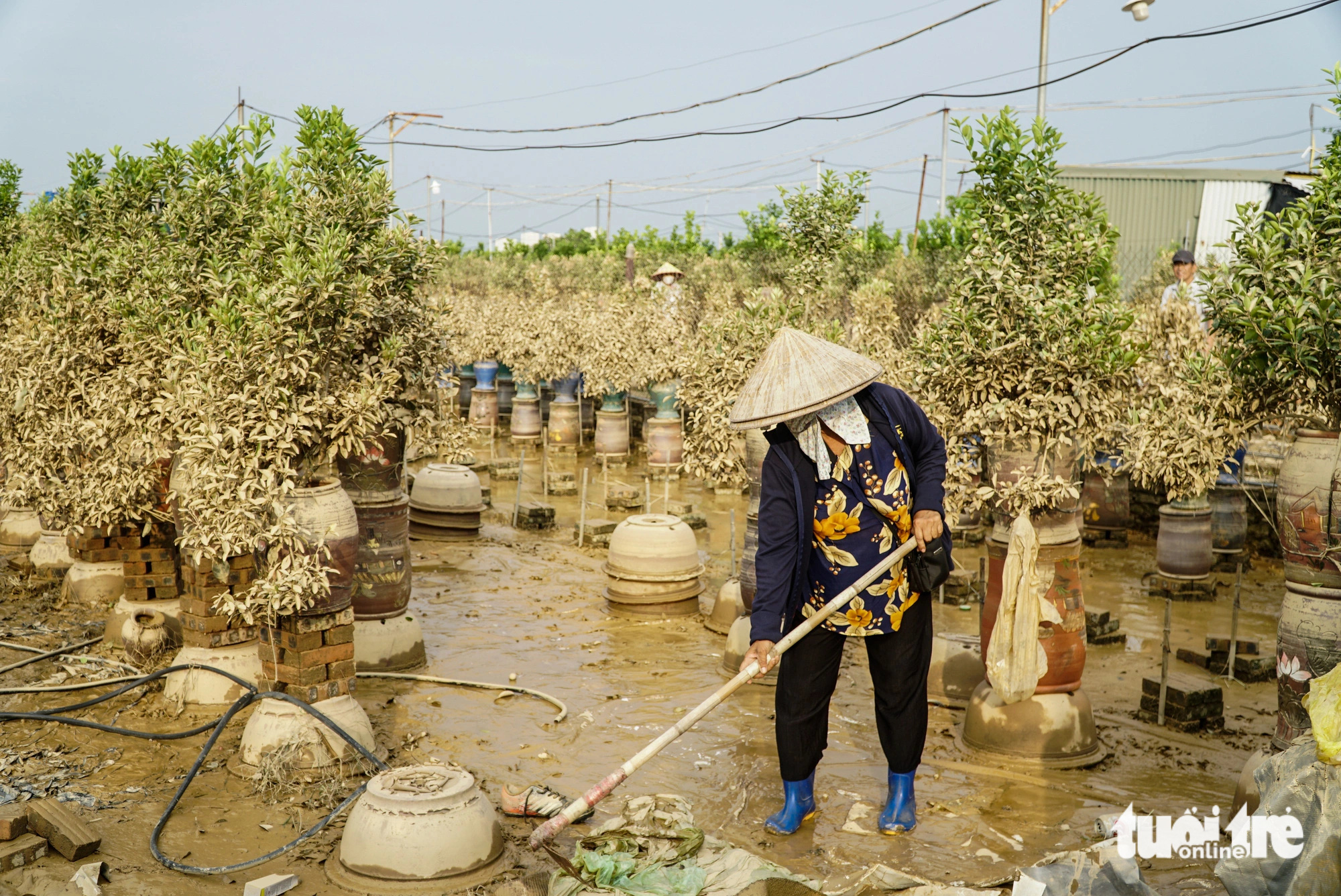 Bà con làng quất Tứ Liên mất Tết - Ảnh 5. Bà con làng quất Tứ Liên, làng đào Nhật Tân mất Tết - Ảnh 5.