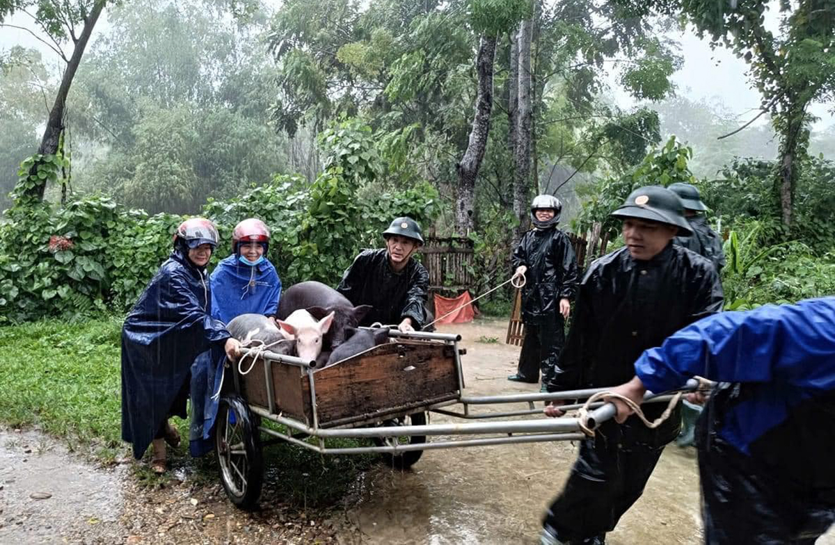 Lực lượng chức năng giúp người dân huyện Con Cuông di dời vật nuôi lên vị trí cao tránh lũ, ngày 21/9. Ảnh: Hùng Lê
