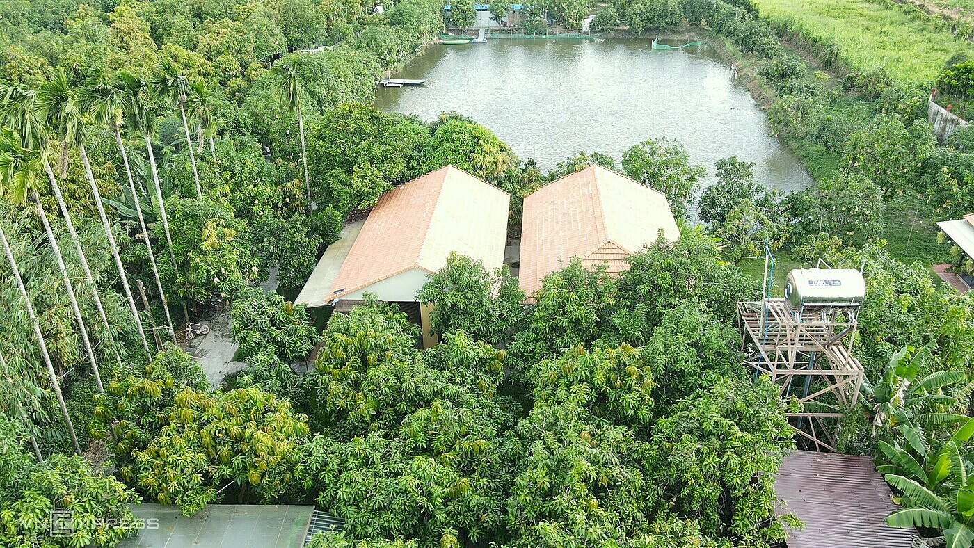 Farmstay của Thủy nằm trong vùng chuyên canh xoài của huyện Cao Lãnh. Ảnh: Trần Thanh