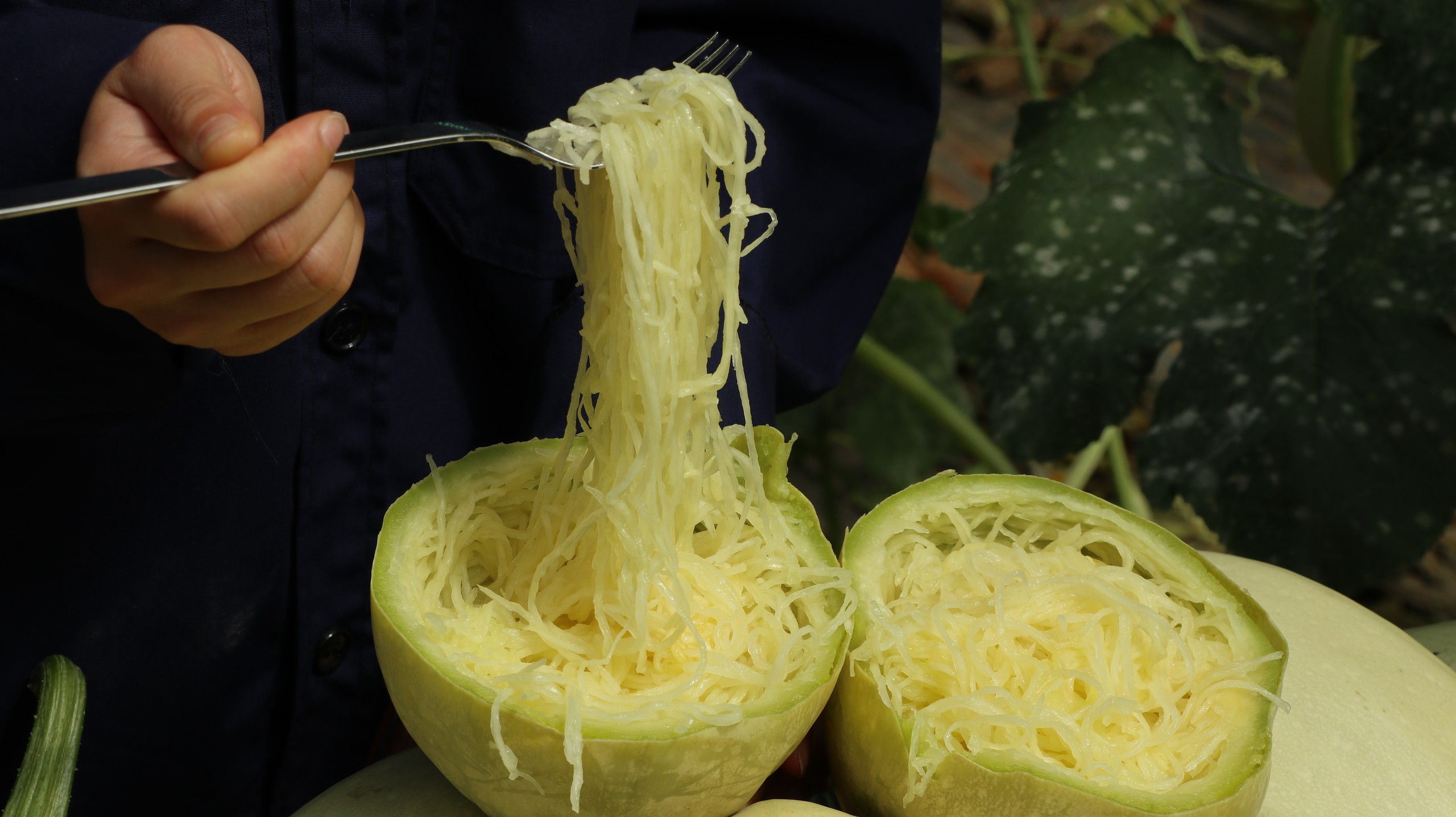 Độc đáo bí sợi mì- Ảnh 2. Độc đáo bí sợi mì- Ảnh 2.
