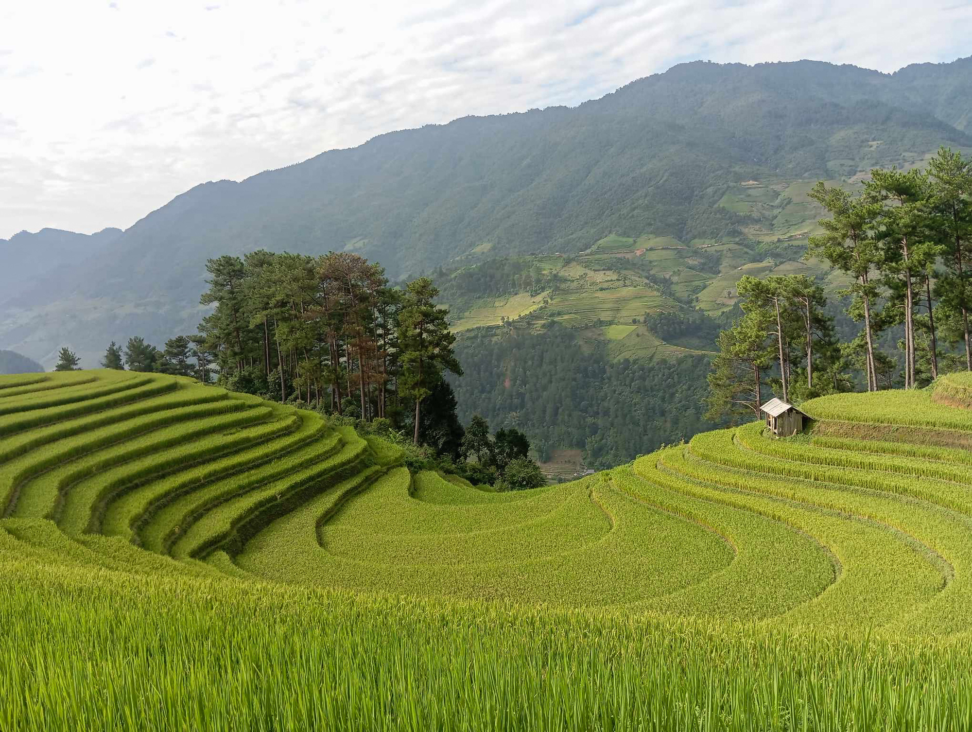 Hoàng Su Phì, Mù Cang Chải sẵn sàng đón du khách săn mùa vàng - Ảnh 1. Hoàng Su Phì, Mù Cang Chải sẵn sàng đón du khách săn mùa vàng - Ảnh 1.