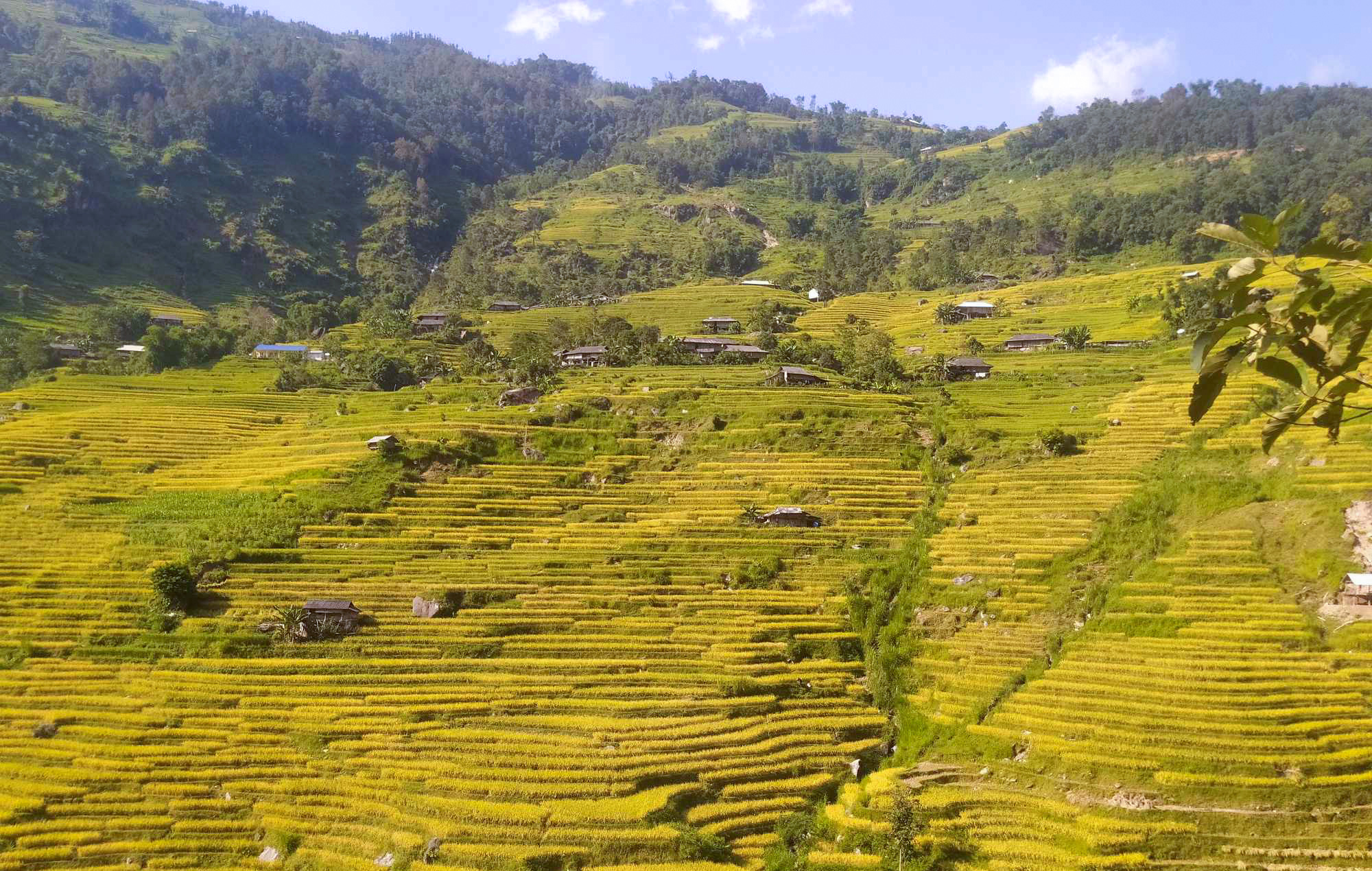 Hoàng Su Phì, Mù Cang Chải sẵn sàng đón du khách săn mùa vàng - Ảnh 3. Hoàng Su Phì, Mù Cang Chải sẵn sàng đón du khách săn mùa vàng - Ảnh 3.