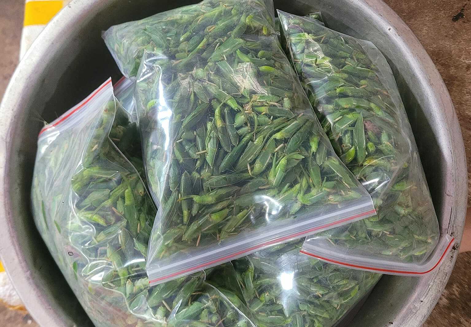 Muỗm xanh được chị Nga đóng gói để giao cho khách. Ảnh: Đinh Nga