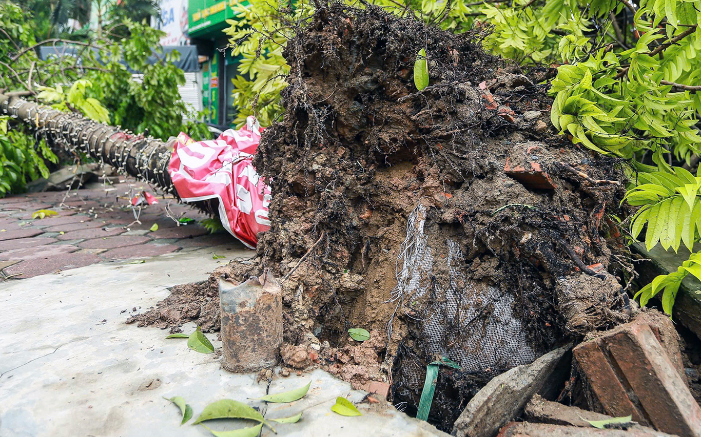 Cây xanh bật gốc còn nguyên bọc lưới trên đường Nguyễn Hoàng, quận Nam Từ Liêm. Ảnh: Hoàng Phong
