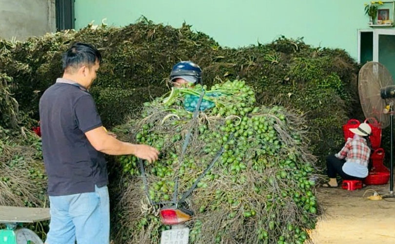 Cơ sở thu mua cau ở Quảng Ngãi.