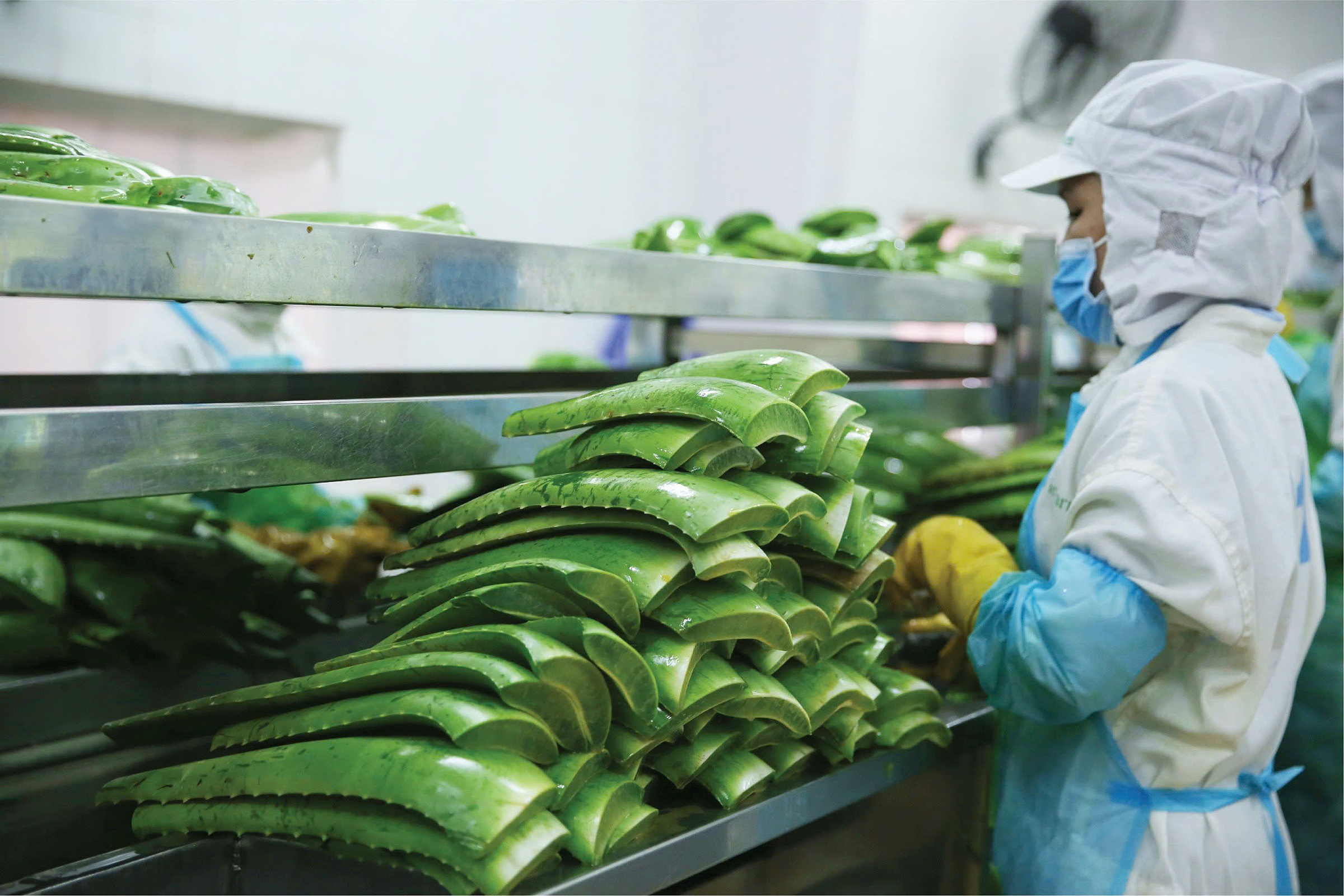 Nhà máy sản xuất nha đam tại Ninh Thuận của GFC