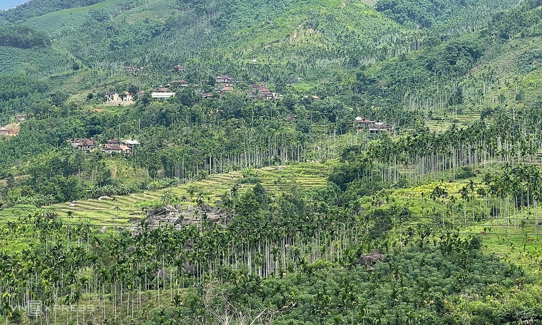 Rừng cau ở huyện Sơn Tây. Ảnh: Phạm Linh