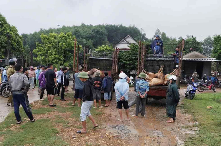 Bò được gia chủ dùng xe chở về, làm thịt bán vớt vát. Ảnh: Hùng Lê