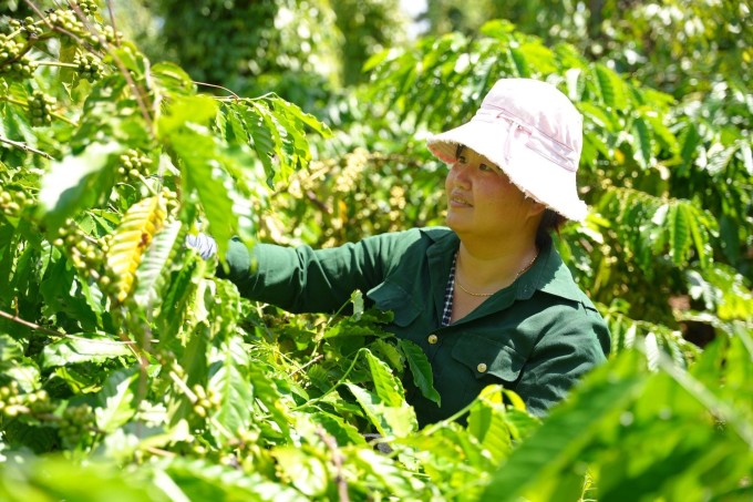 Chị Nguyễn Thị Lan, nông dân trồng cà phê tại xã Ea Tiêu, huyện Cư Kuin, tỉnh Đăk Lăk. Ảnh: Nestlé