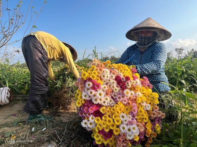 Người dân thu hoạch hoa cúc bên bờ nam sông Trà Khúc. Ảnh: Phạm Linh