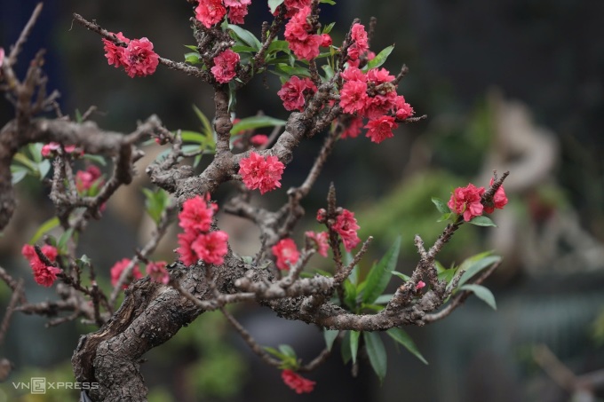 Đào thất thốn có hoa màu đậm, thân xù xì. Ảnh: Việt An
