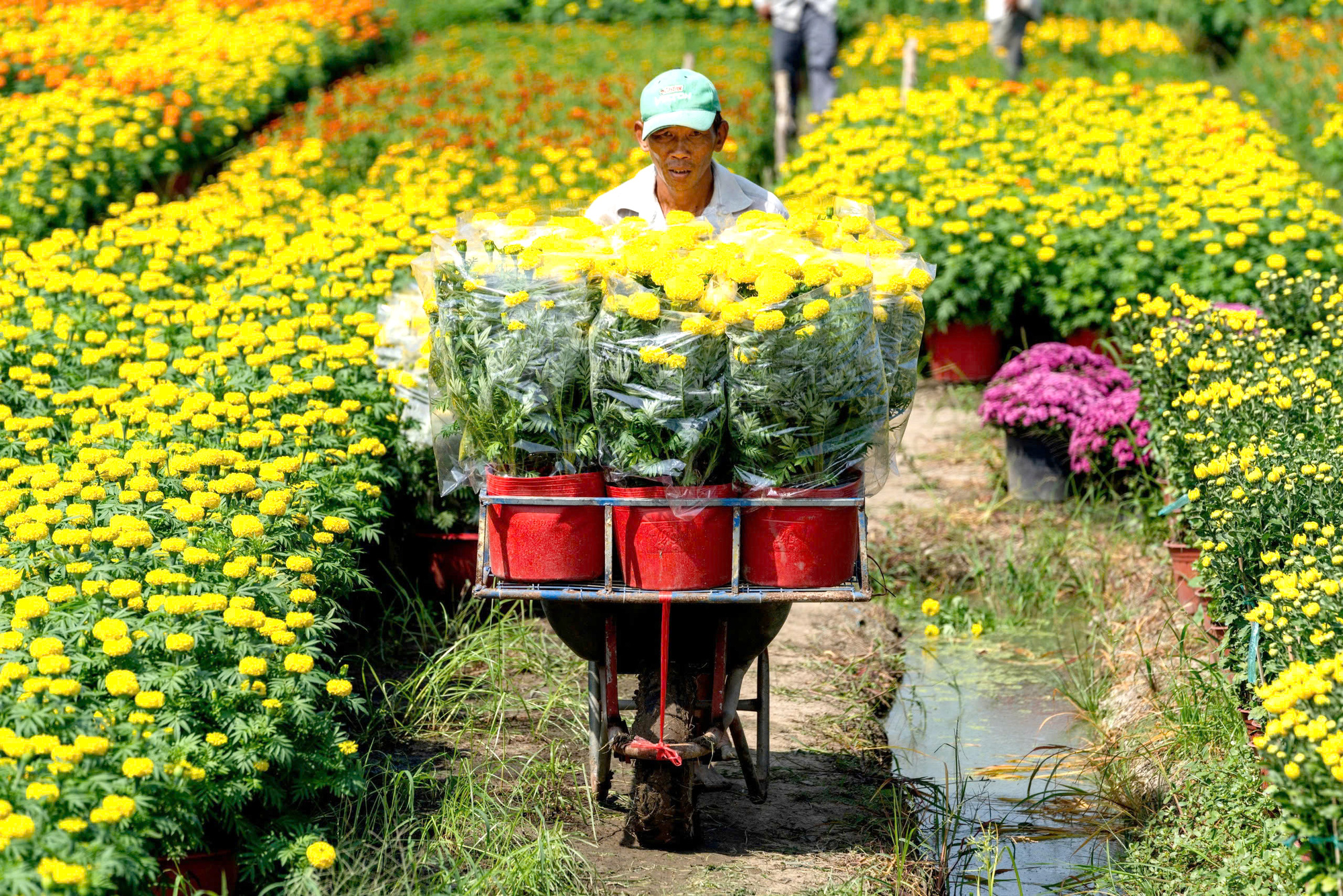 Thôi, Tết rồi! - Ảnh 1. Thôi, Tết rồi! - Ảnh 1.
