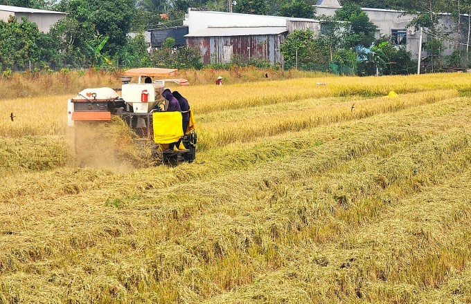 Thửa ruộng của ông Út Mắn đang thu hoạch lúa Đông Xuân. Ảnh: Ngọc Tài
