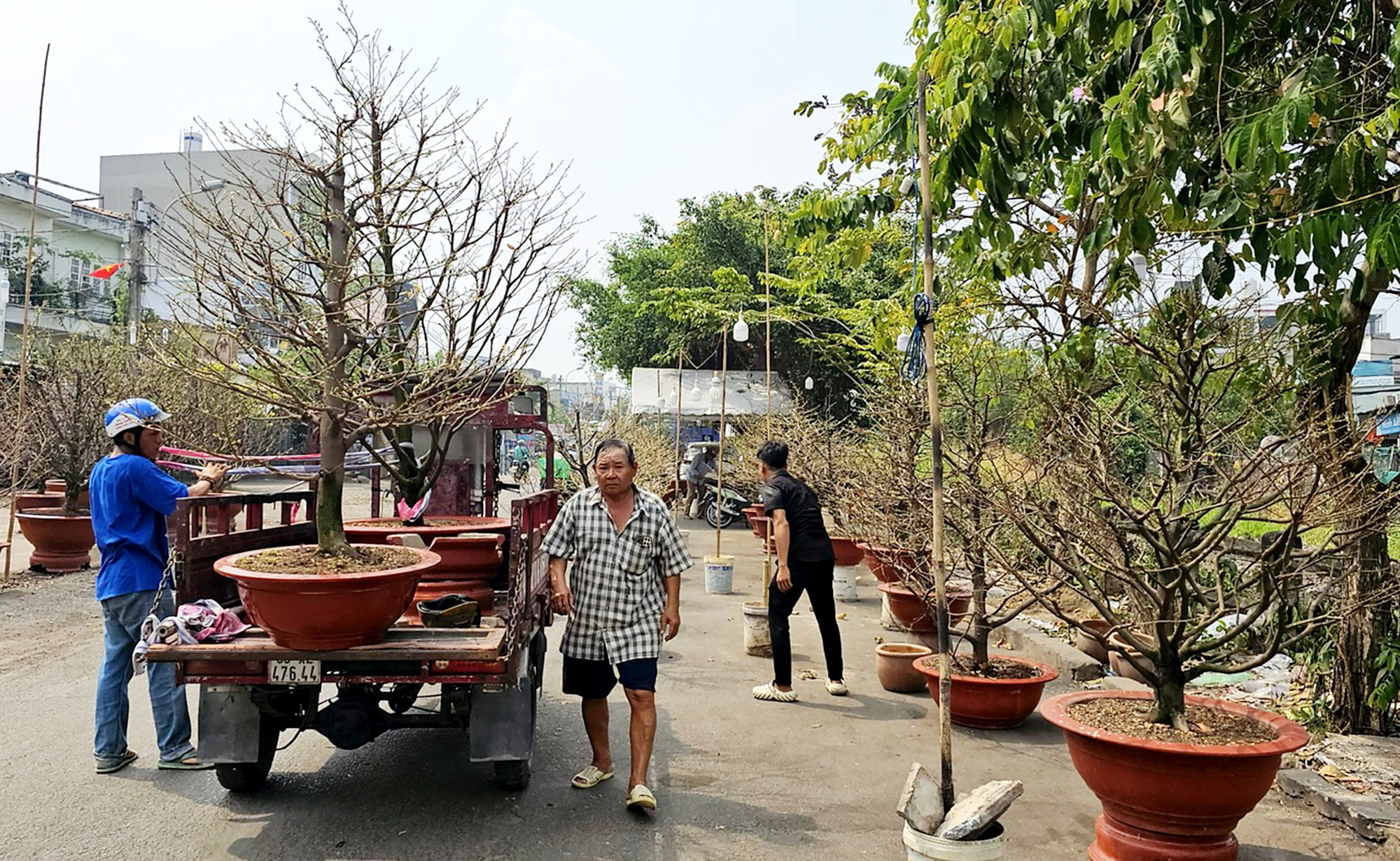 Hoa Tết rực rỡ phố phường - Ảnh 1. Hoa Tết rực rỡ phố phường - Ảnh 1.