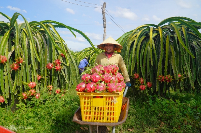 Một vườn thanh long đang cho thu hoạch lứa đầu xuân ở huyện Hàm Thuận Nam, tỉnh Bình Thuận. Ảnh: Việt Quốc