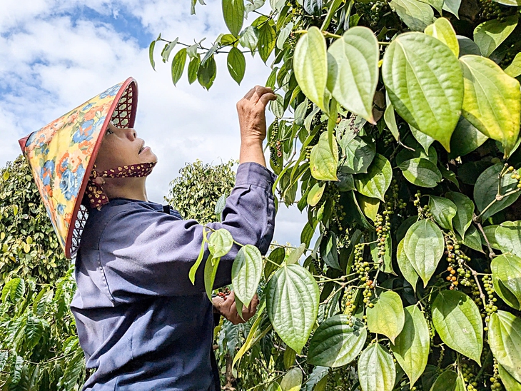 Hạn sớm, Tây Nguyên tất bật lo nước cho cây trái - Ảnh 2. Hạn sớm, Tây Nguyên tất bật lo nước cho cây trái - Ảnh 2.