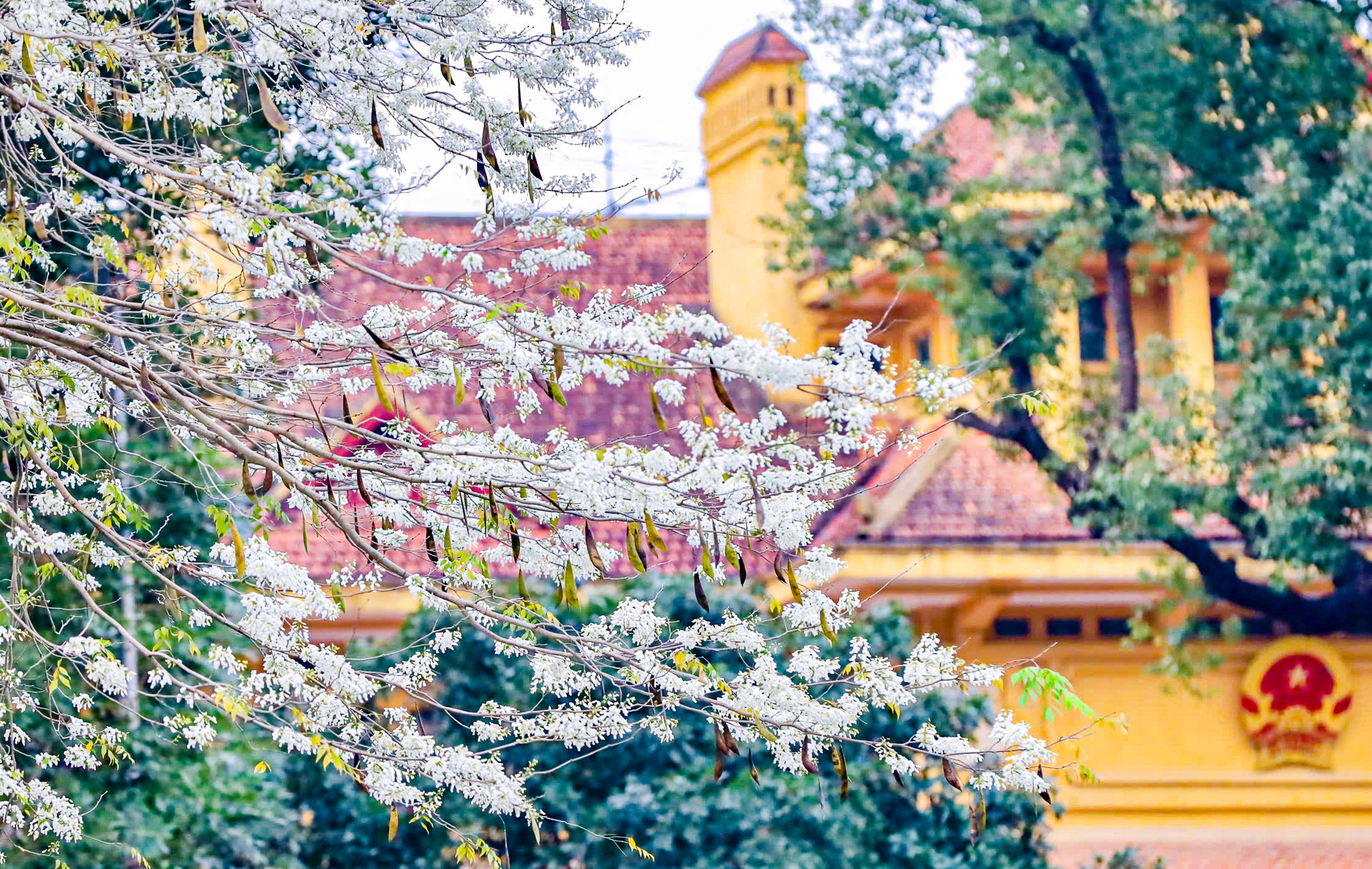 Tha hồ check-in hoa sưa đẹp nao lòng giữa Hà Nội - Ảnh 4. Check-in hoa sưa đẹp nao lòng giữa Hà Nội - Ảnh 5.