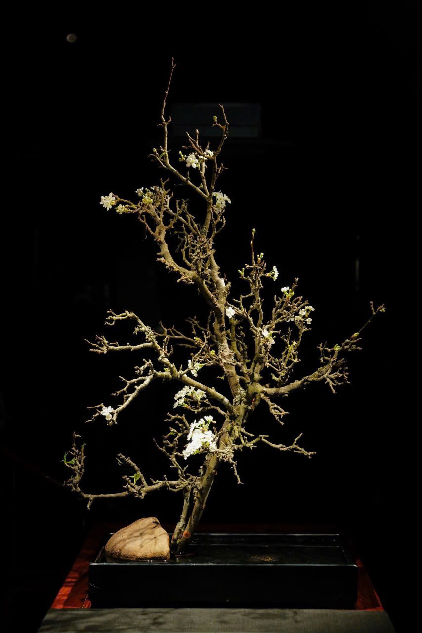 Mê mẩn vườn hoa Ikebana đầy ‘khí chất’ của nghệ nhân Đỗ Thị Thu Phượng - Ảnh 8. Mê mẩn vườn hoa Ikebana đầy ‘khí chất’ của nghệ nhân Đỗ Thị Thu Phượng - Ảnh 8.