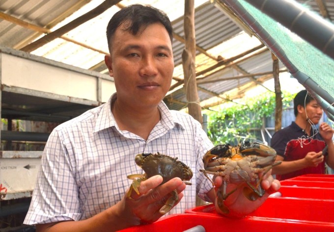 Anh Nguyễn Việt Bắc có nhiều năm nghiên cứu, áp dụng cách nuôi vỗ béo cua Cà Mau hiện đại, hiệu quả. Ảnh: An Minh