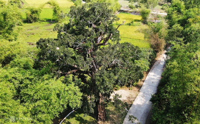 Cây rỏi cao 26m, chu vi 2,7 m được công nhận là cây di sản Việt Nam. Ảnh: Đắc Thành