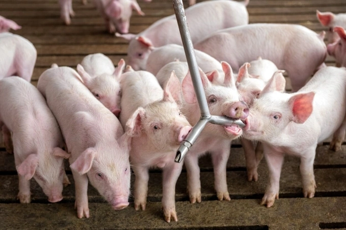 Lợn con tại một trang trại ở bang Indiana. Mỹ. Ảnh: Indiana Pork