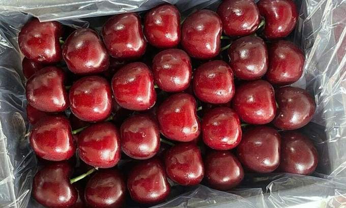 Những trái cherry có kích cỡ 32mm được đóng thùng 2kg nhập về Việt Nam. Ảnh: Nhân vật cung cấp