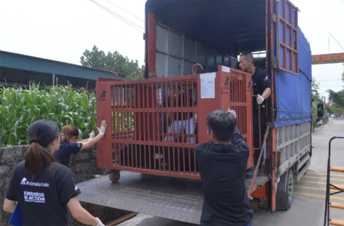 Gấu ngựa được vận chuyển về Trung tâm Cứu hộ gấu Việt Nam tại TP Huế, ngày 23/5. Ảnh: Trung Hiếu